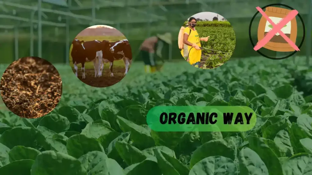 how can i do organic farming?