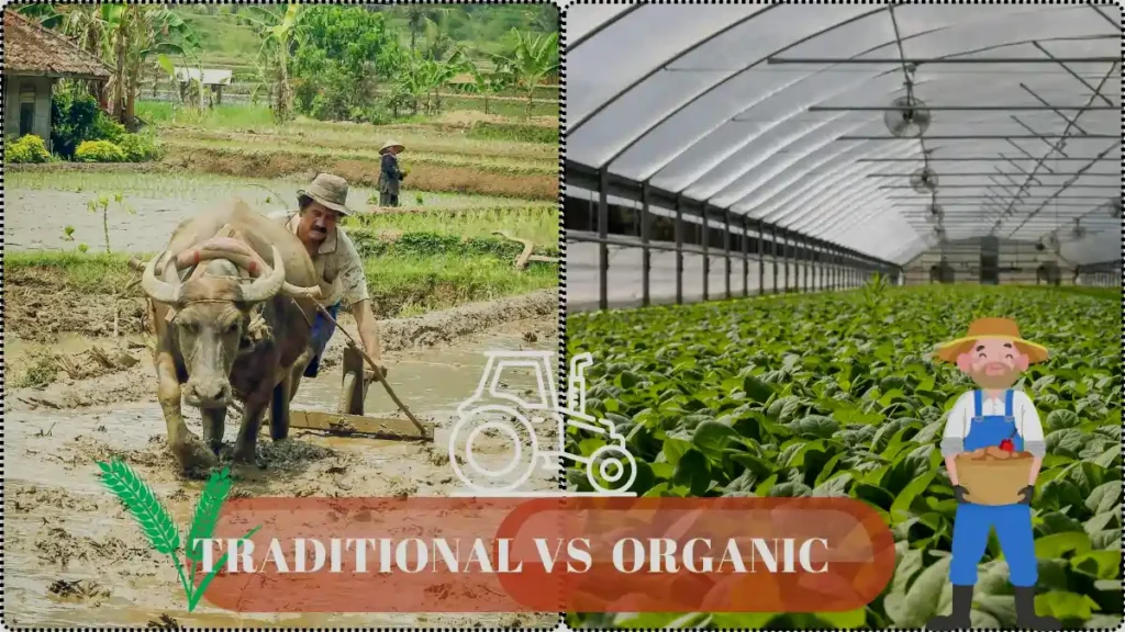 tradition vs organic farming.