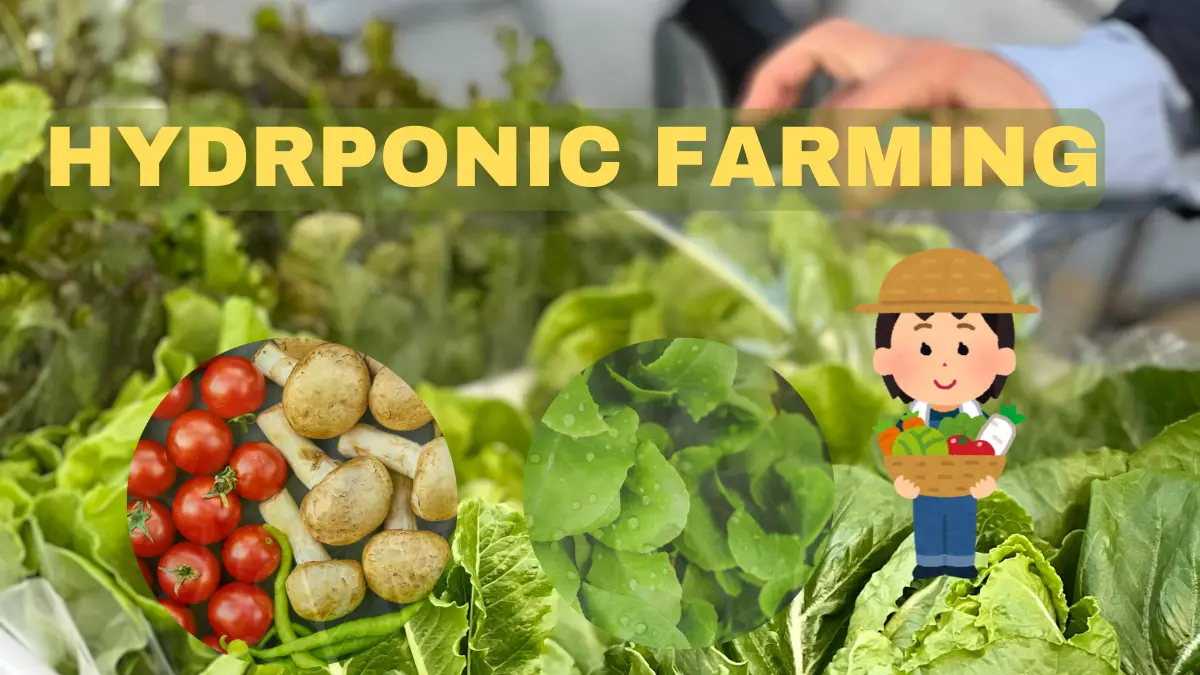 hydroponic farming