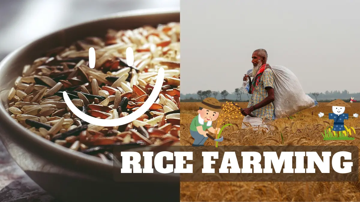 rice farming and groundwater loss