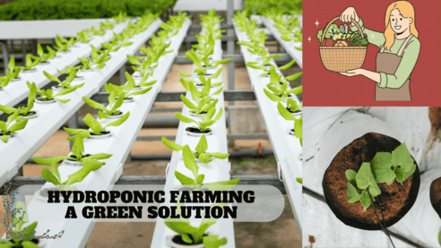 Hydroponic farming and its benefits.