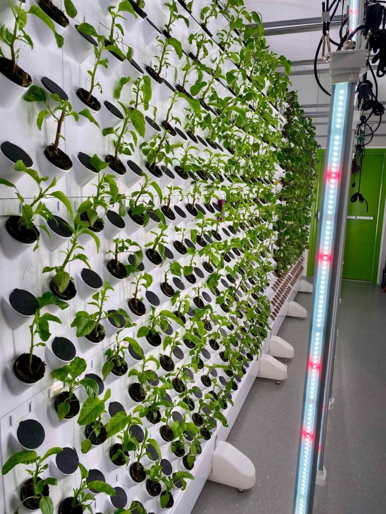 hydroponic farming.