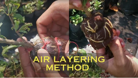 air layering method in pomegranate farming