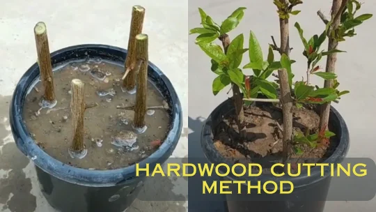 hardwood cutting method in pomegranate farming