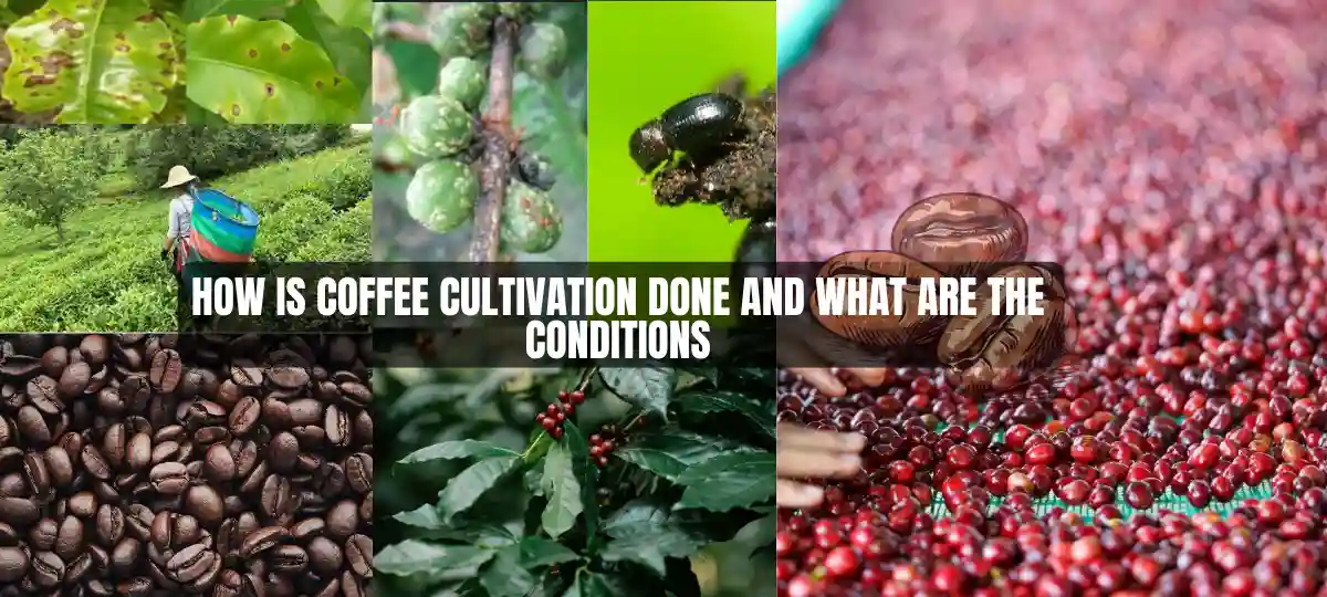 How Is Coffee Cultivation Done And What Are The Conditions