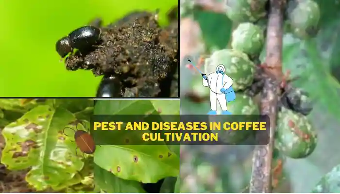 Pest And Diseases In Coffee Cultivation