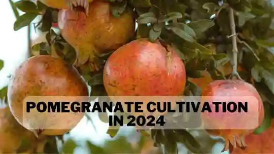 pomegranate farming