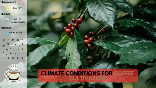 Climate Conditions For Coffee Cultivation