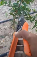 Pruning method in pomegranate farming