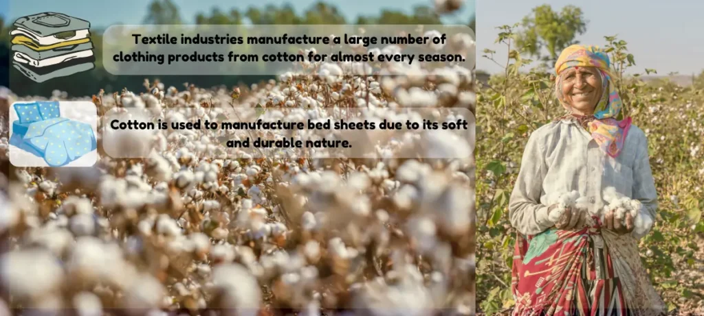 Cotton cultivation