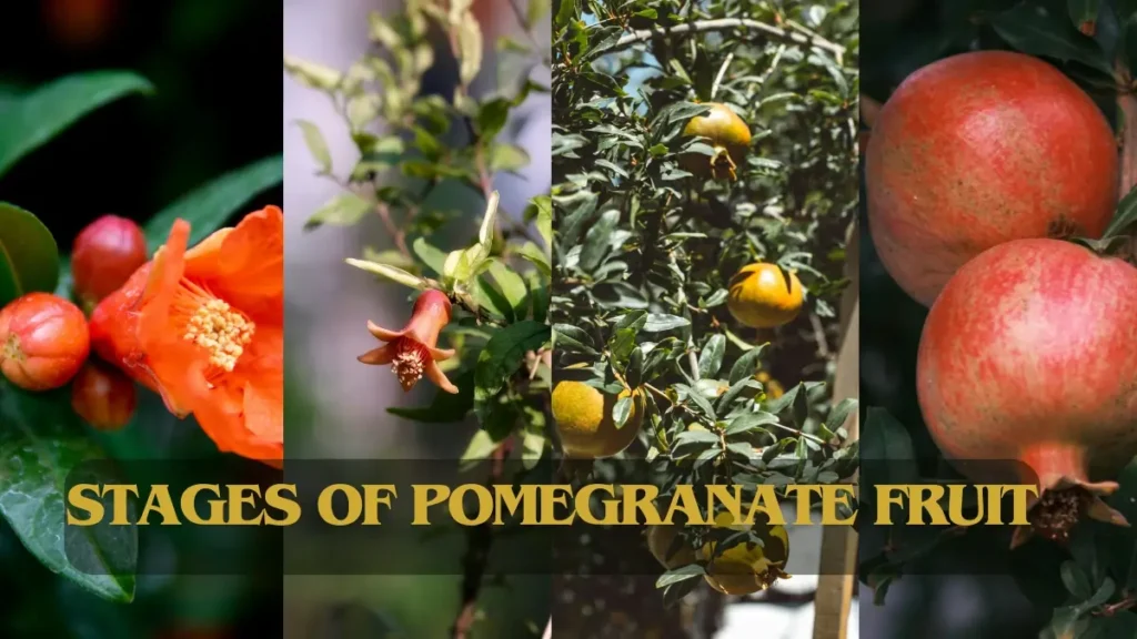 Pomegranate Cultivation