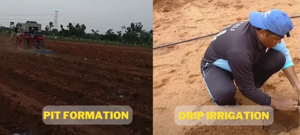 Land preparation for pomegranate cultivation.