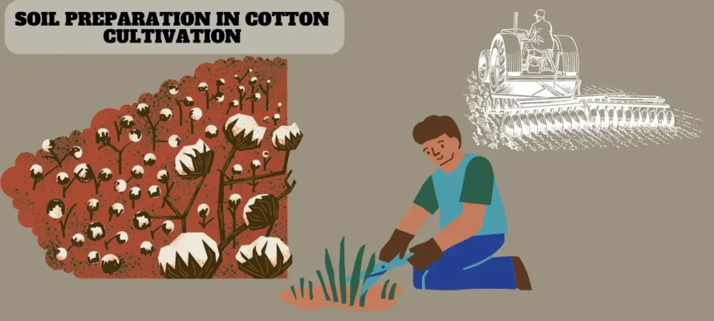 Cotton Cultivation