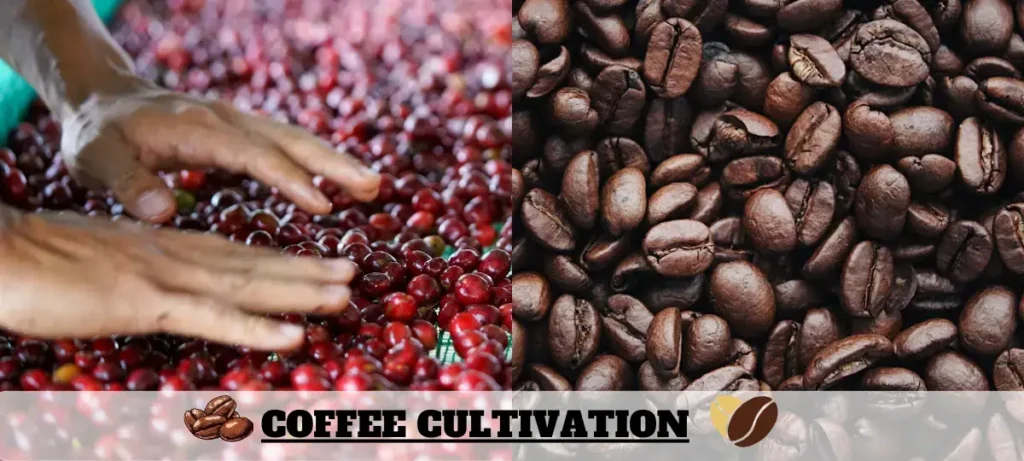 Cultivate Coffee