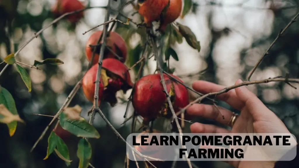 Pomegranate Cultivation