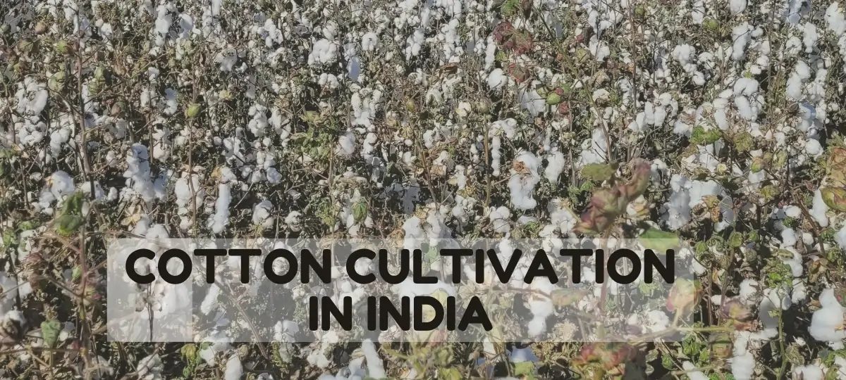 cotton cultivation in india